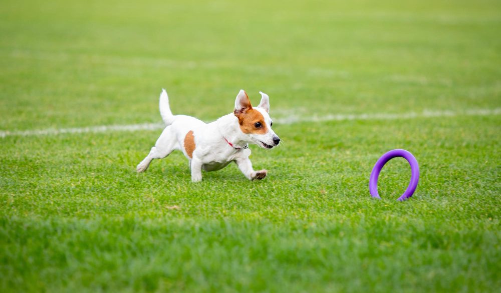 Puppy Basics: Private Training for a Well-Behaved Furry Companion